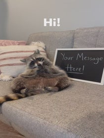 Poster for Intro video video from Tito The Raccoon