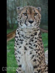 Poster for Intro video video from Willow the Cheetah