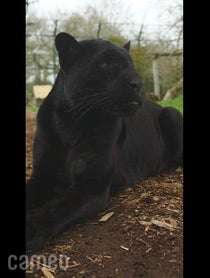 Poster for Intro video video from Maya the Jaguar