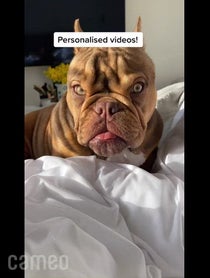 Poster for Intro video video from Maddy ‘Furious Dog’ - Angry Pup - Little Miss Furious