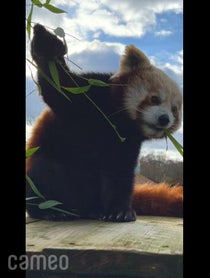 Poster for Intro video video from Nam Pang the Red Panda