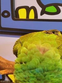 Poster for Intro video video from Radio the Military Macaw