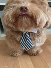 Poster for Intro video video from Kody the Shihpoo