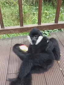 Poster for Intro video video from jschlatt