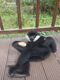 Poster for Intro video video from jschlatt