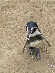 Poster for Intro video video from Monty from Santa Barbara Zoo