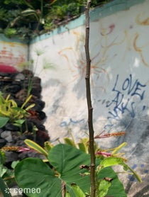 Poster for Intro video video from Ron Finley