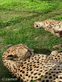 Poster for Intro video video from Cheetahs At The Houston Zoo