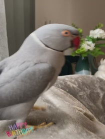 Poster for Birthday video from Milo