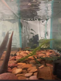 Poster for Other video from Clarence the Electric Eel