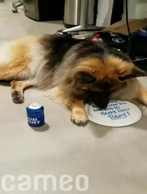 Poster for Other video from Shiloh the Doggo