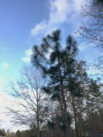 Poster for Birthday video from Brandon Currin “CURRIN1776” SOUTHERN SURVIVAL NETFLIX