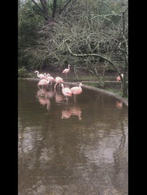 Poster for Gift video from Flamingos at BREC’s Baton Rouge Zoo
