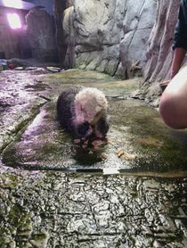 Poster for Anniversary video from Sea Otters at Aquarium of the Pacific