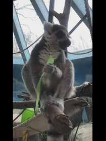 Poster for Birthday video from Ring Tailed Lemur Family