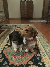 Poster for Wedding shoutout video from Ballparkdoxies