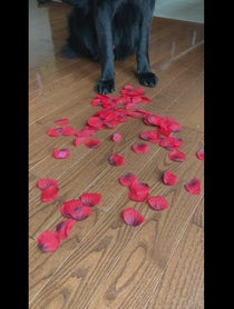 Poster for Wedding shoutout video from Charlie The Black Shepherd