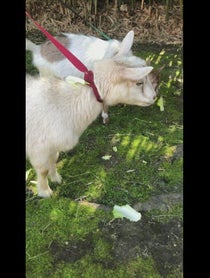 Poster for Birthday video from Pygmy Goats