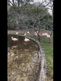 Poster for Birthday video from Flamingos at BREC’s Baton Rouge Zoo