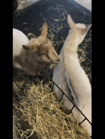 Poster for Birthday video from Pygmy Goats