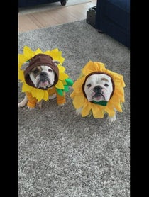 Poster for Birthday video from Eggnog The Bulldog