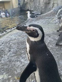 Poster for Birthday video from Penguins - Aquarium Of The Pacific