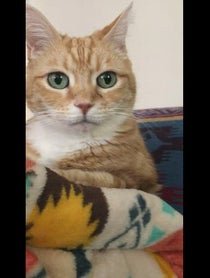 Poster for Give Thanks video from Fin For The Win Instafamous Cat