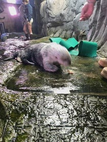 Poster for Birthday video from Sea Otters at Aquarium of the Pacific