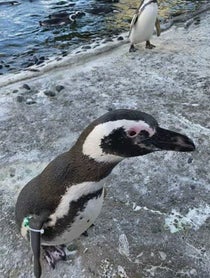 Poster for Birthday video from Penguins - Aquarium Of The Pacific