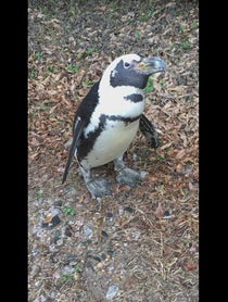 Poster for Birthday video from Penguins at Dallas Zoo