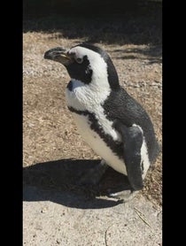 Poster for Pep Talk video from Penguins at Dallas Zoo