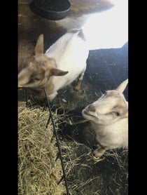 Poster for Birthday video from Pygmy Goats