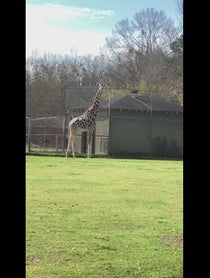 Poster for Birthday video from Giraffe