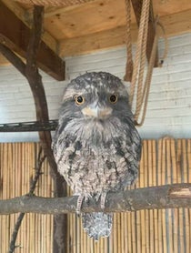 Poster for Birthday video from Darwin the Tawny Frogmouth