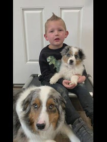 Poster for Birthday video from Green Valley Aussies