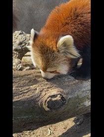 Poster for Birthday video from Red Pandas