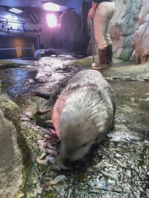Poster for Birthday video from Sea Otters at Aquarium of the Pacific