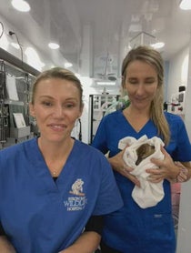 Poster for Give Thanks video from Dr Bree - Wildlife Vet