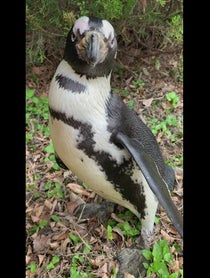 Poster for Other video from Penguins at Dallas Zoo