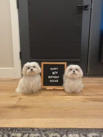 Poster for Birthday video from Coco The Maltese Dog