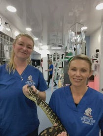 Poster for Other video from Dr Bree - Wildlife Vet