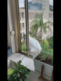 Poster for Other video from The Almond Cafe