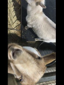 Poster for Birthday video from Pygmy Goats