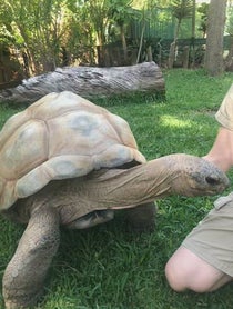 Poster for Birthday video from Shellebrate with a Tortoise Cameo