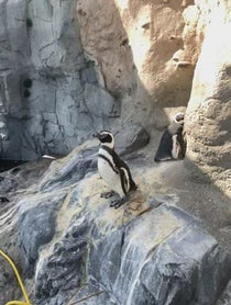 Poster for Birthday video from Penguins - Aquarium Of The Pacific