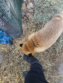Poster for Other video from SAVEAFOX RESCUE