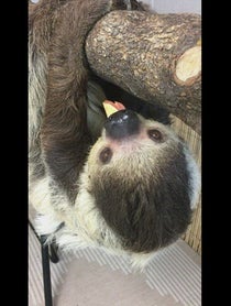 Poster for Other video from Lola the Sloth