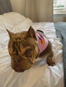 Poster for Birthday video from Maddy ‘Furious Dog’ - Angry Pup - Little Miss Furious
