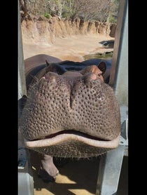 Poster for Other video from San Antonio Zoo
