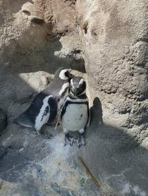 Poster for Other video from Penguins - Aquarium Of The Pacific